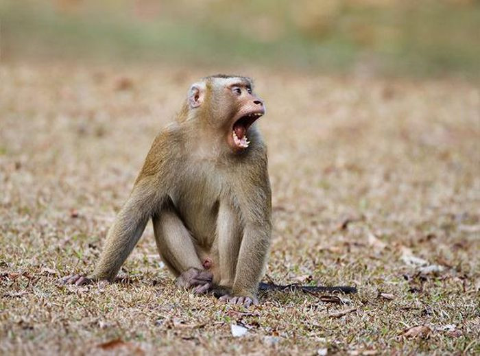 Hạt Kiểm lâm Hòa Vang đã nhận được tin báo của ông Lê Quang Hồng (trú xã Hòa Nhơn, huyện Hòa Vang) về việc có một cá thể khỉ đuôi lợn (Macaca nemestrina), giới tính đực, nặng 7 kg, đi lạc vào nhà.