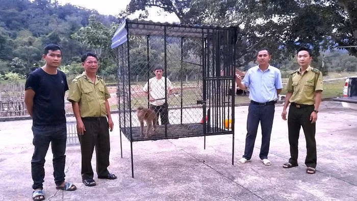 Một cá thể khỉ đuôi lợn được một hộ dân ở thôn 1, xã Kim Tân, huyện Ia Pa nhận về nuôi thông qua việc đổi 20 kg gạo với một người dân không rõ danh tính. Sau khi được vận động, hộ dân trên đã giao nộp cá thể khỉ đuôi lợn cho Hạt Kiểm lâm huyện Ia Pa, tỉnh Gia Lai.