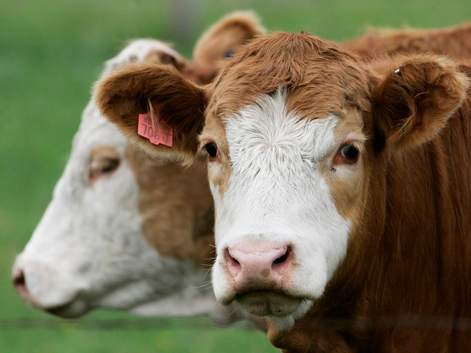 Bò được coi là một trong những động vật được coi là linh thiêng nổi tiếng thế giới. Nhiều vùng ở Ấn Độ cấm giết mổ bò hoặc ăn thịt bò. Bang Madhya Pradesh thậm chí đã thành lập một cơ quan để chăm sóc phúc lợi cho loài động vật này.