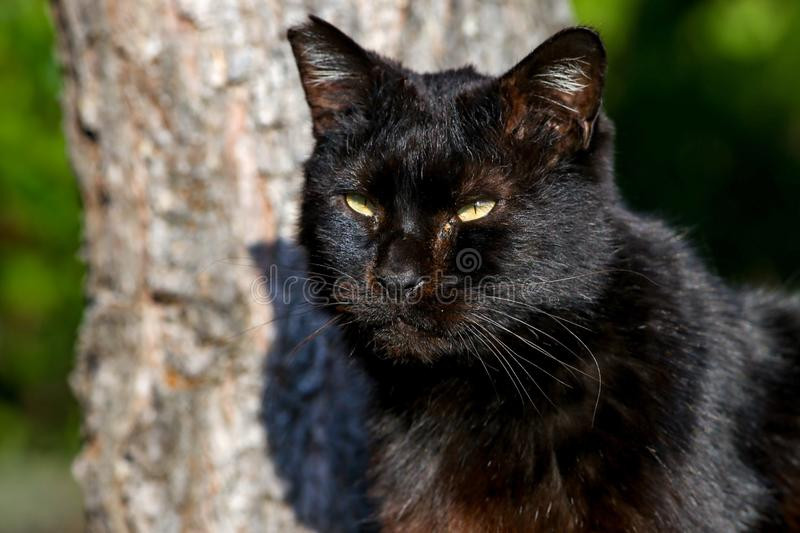 Trong khi nhiều nước phương Tây quan niệm mèo đen mang đến xui xẻo thì Nhật Bản hoàn toàn khác. Người dân xứ sở hoa anh đào quan niệm mèo đen là con vật đem lại may mắn.