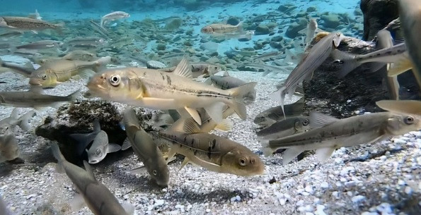 Một điều thú vị về hồ Yamdrok đó là trữ lượng cá trong hồ ước tính hàng trăm ngàn tấn. Đó là những loài cá như cá chép, cá chạch... Dù có trữ lượng cá lớn như vậy nhưng không người dân đánh bắt cá ở hồ Yamdrok. Sự việc này khiến nhiều người tò mò vì sao lại như vậy.