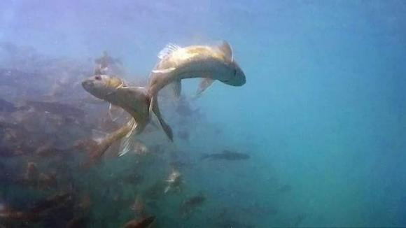 Người dân địa phương quan niệm cá chép ở hồ Yamdrok là linh vật của thần linh nên không ai được động tới. Thêm nữa, Phật giáo Tây Tạng cho rằng, những sinh vật nhỏ như cá không được bắt giết. Các loài động vật to lớn như bò, cừu thì được phép giết để lấy thịt.