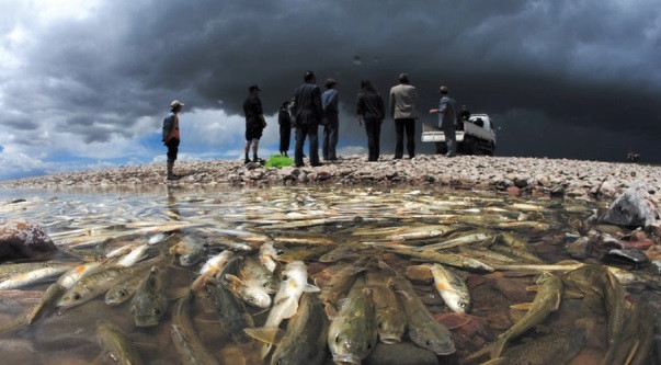 Theo các nhà nghiên cứu, không ai đánh bắt cá ở hồ Yamdrok về ăn hoặc đem bán là vì nơi đây có liên quan tới yếu tố tôn giáo và nguồn nước.