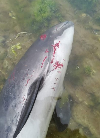 Với số lượng cá heo chết bất thường lớn như vậy, giới chuyên gia lo ngại sự việc có thể tái diễn. Nếu điều này tiếp tục xảy ra trong thời gian dài sẽ đe dọa đến sự sinh tồn của cá voi và các loài động vật dưới biển.