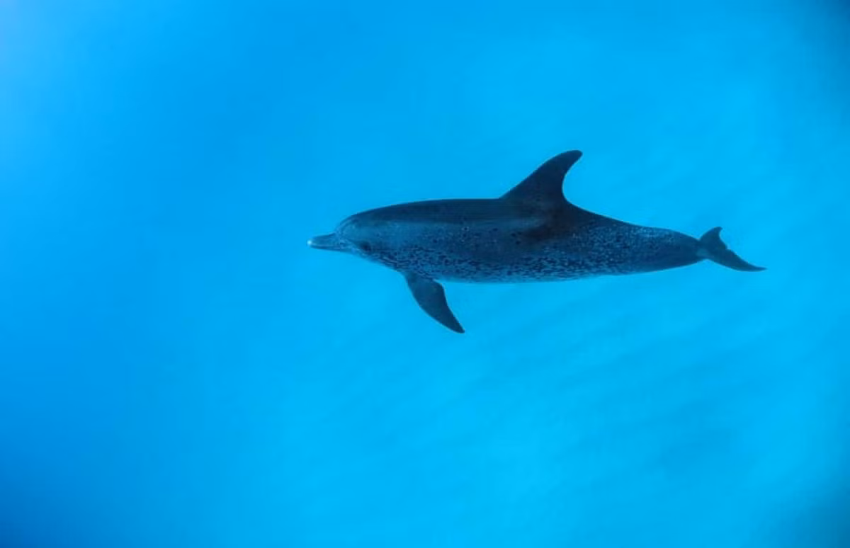 Cá heo có răng nhưng không sử dụng để nhai thức ăn. Trên thực tế, cá heo chỉ dùng răng để bắt con mồi rồi sau đó nuốt chửng vào bụng.