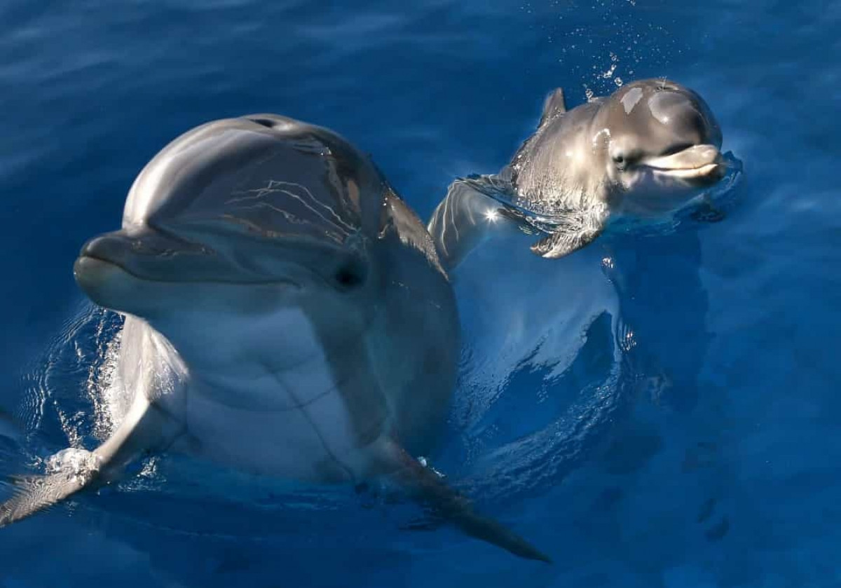 Mỗi con cá heo đều có tiếng huýt sáo đặc trưng riêng. Nhờ vậy, chúng sử dụng âm thanh độc đáo này để "liên lạc" với đồng loại.