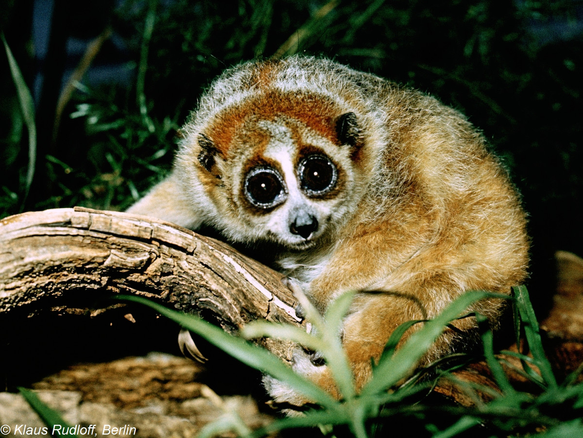 Sau khi tiếp nhận, Hạt kiểm lâm huyện Đồng Phú kiểm tra sức khỏe 2 con cu li. Kết quả kiểm tra cho thấy 2 cá thể này rất yếu. Mỗi con cu li nặng khoảng 0,5 kg.