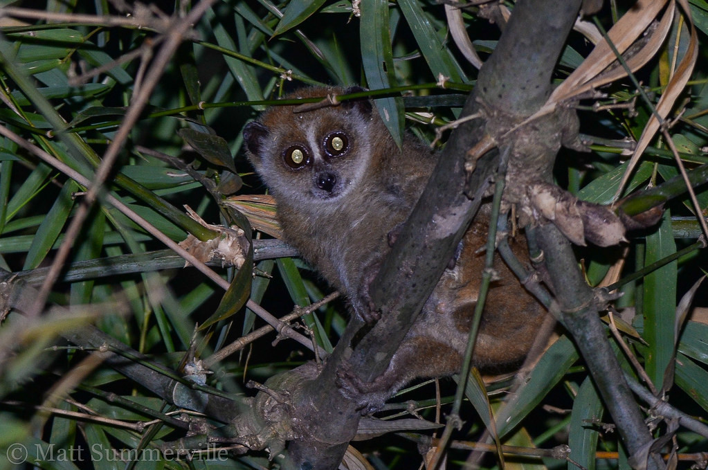Thêm nữa, cu li nhỏ có tập tục kiếm ăn ban đêm ở rừng thưa quang thoáng, trên các gốc cây, bụi rậm ven rừng, trên nương rẫy. Vào ban ngày, chúng cuộn tròn cơ thể và ngủ trong các lùm cây.