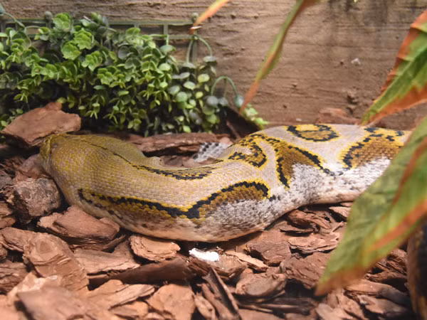 Trăn gấm nằm trong Sách đỏ Việt Nam, thuộc nhóm động vật nghiêm cấm khai thác và sử dụng.