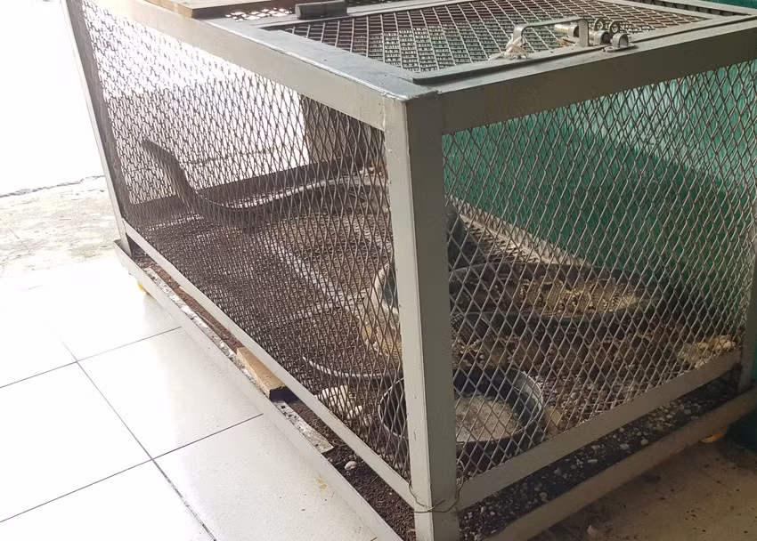 Vào ngày 18/6, Chi cục Kiểm lâm TP.HCM tiếp nhận một con trăn gấm do người dân ở phường Tân Chánh Hiệp, quận 12 tự nguyện bàn giao.