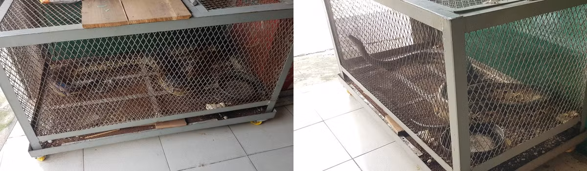 Do không muốn bán vì sợ người khác sẽ làm thịt nên gia đình bà Lê Thị Tuyết liên hệ với Chi cục Kiểm lâm TP.HCM để giao nộp. Theo đó, Cán bộ thuộc Chi cục Kiểm lâm TP.HCM đã đến tận nơi để tiếp nhận và đưa con trăn gấm về Trạm cứu hộ động vật hoang dã ở Củ Chi kiểm tra sức khỏe, chăm sóc trước khi thả về tự nhiên.