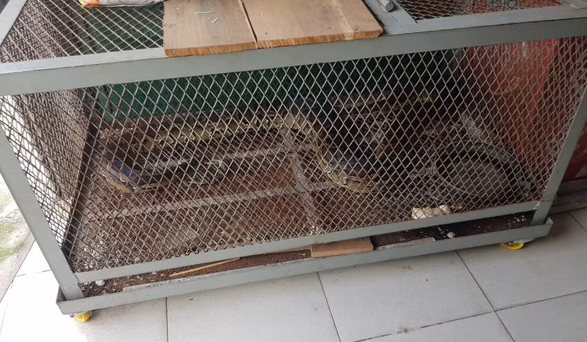 Vào 3 năm trước, một người bạn tặng cho chồng bà Lê Thị Tuyết, 45 tuổi con trăn gấm trên. Kể từ đó đến nay, gia đình nuôi nhốt con trăn. Hiện nó nặng khoảng 11 kg và dài khoảng 3m.