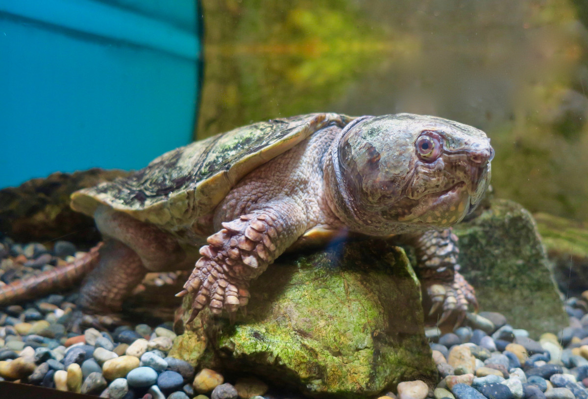 Theo các chuyên gia, loài rùa này có đầu to, không thụt vào trong mai như nhiều loại rùa khác. Bên đầu của rùa có một vệt vàng nhạt chạy từ mắt đến cổ, mỏ to, mai màu xám, bụng màu vàng nhạt, đuôi dài và to gần bằng dài thân. Thức ăn chủ yếu là cá nhỏ, thân mềm, cua, giun đất và những động vật không xương sống khác.