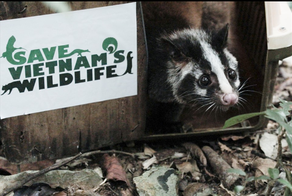 Cá thể cầy vòi mốc trưởng thành có thể nặng từ 6 - 9 kg, chiều dài thân 650 - 75mm và dài đuôi 535 - 660mm.