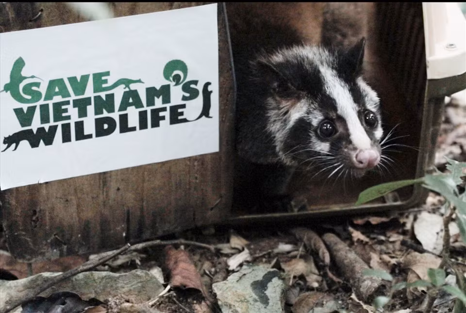 Cá thể cầy vòi mốc trưởng thành có thể nặng từ 6 - 9 kg, chiều dài thân 650 - 75mm và dài đuôi 535 - 660mm.