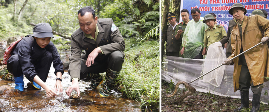 20 cá thể động vật hoang dã được thả về rừng tự nhiên đợt này gồm: 3 cá thể cu li nhỏ (Nycticebus pygmaeus), 5 cá thể rùa đầu to (Platysternon megacephalum), 6 cá thể cầy vòi mốc (Paguma larvata), 2 cá thể mèo rừng (Prionailurus bengalensis) và 4 cá thể trăn đất (Python molurus).