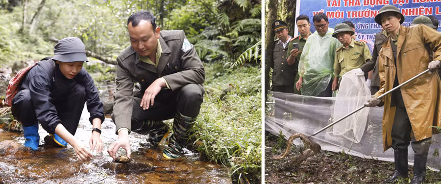 20 cá thể động vật hoang dã được thả về rừng tự nhiên đợt này gồm: 3 cá thể cu li nhỏ (Nycticebus pygmaeus), 5 cá thể rùa đầu to (Platysternon megacephalum), 6 cá thể cầy vòi mốc (Paguma larvata), 2 cá thể mèo rừng (Prionailurus bengalensis) và 4 cá thể trăn đất (Python molurus).