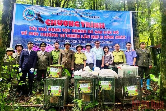 Vào sáng 23/6, Trung tâm Cứu hộ và bảo tồn phát triển thực vật Hoàng Liên, thuộc Vườn quốc gia Hoàng Liên (Lào Cai) tiến hành thả 20 cá thể động vật hoang dã về rừng Hoàng Liên, ở thị xã Sa Pa.