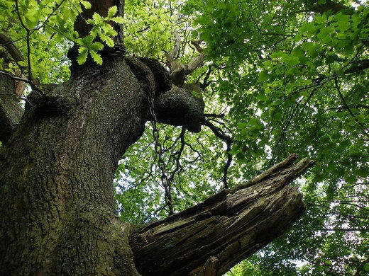 Sau khi nghe xong, bác tước Shrewsbury cho rằng đó là điều vô lý. Do vậy, ông tiếp tục lên xe ngựa trở về nhà. Vào đêm hôm ấy, một cơn mưa lớn xảy ra.