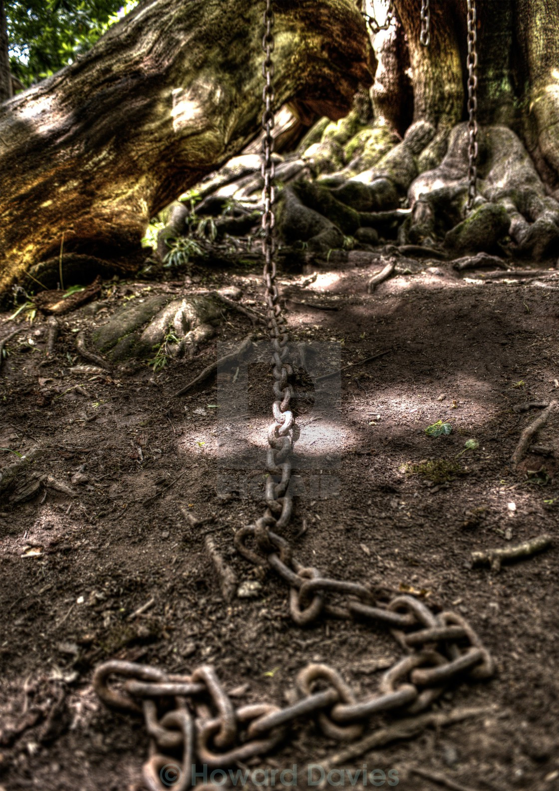 Vì không muốn thành viên nào trong gia đình tử vong vì "lời nguyền" nghiệt ngã trên, bá tước Shrewsbury cho người đem dây xích đến cột chặt quanh cây với hy vọng không có cành nào rơi xuống đất. Do đó, cây sồi bị xiềng xích suốt nhiều thập kỷ.