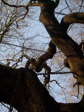 Tương truyền, một bá tước giàu có tên Shrewsbury sống ở khu vực có cây sồi kỳ lạ trên. Vào một buổi tối, bá tước Shrewsbury di chuyển bằng cỗ xe ngựa để về nhà. Trên đường về, xe ngựa của ông đột ngột dừng lại chỗ cây sồi vì có một người ăn xin chặn đường.