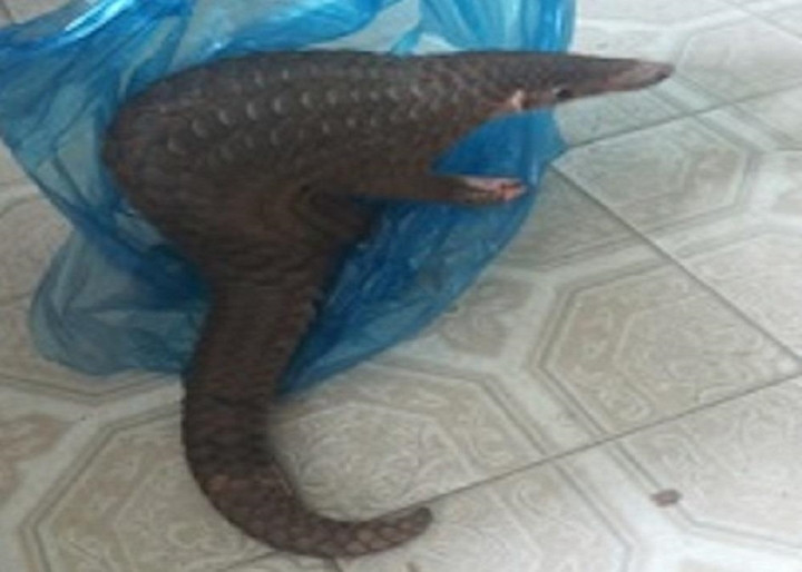 Theo thông tin từ Trung tâm Bảo tồn đa dạng sinh học và Du lịch sinh thái (thuộc Vườn Quốc gia Chư Mom Ray, tỉnh Kon Tum), ông Nguyễn Văn Phi (trú thôn 1, xã Đăk Cấm, TP. Kon Tum) khi làm vườn thì vô tình phát hiện 1 con tê tê Java quý hiếm.