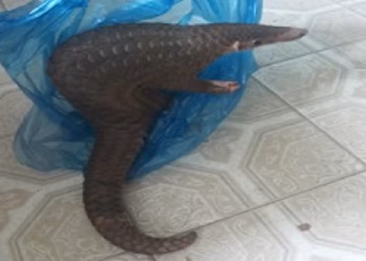 Theo thông tin từ Trung tâm Bảo tồn đa dạng sinh học và Du lịch sinh thái (thuộc Vườn Quốc gia Chư Mom Ray, tỉnh Kon Tum), ông Nguyễn Văn Phi (trú thôn 1, xã Đăk Cấm, TP. Kon Tum) khi làm vườn thì vô tình phát hiện 1 con tê tê Java quý hiếm.