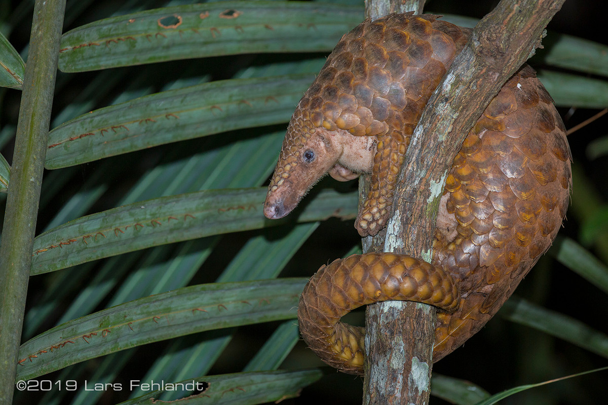 Loài tê tê Java phân bố ở nhiều nước như Thái Lan, Indonesia, Việt Nam, Lào, Campuchia , Malaysia và Singapore.