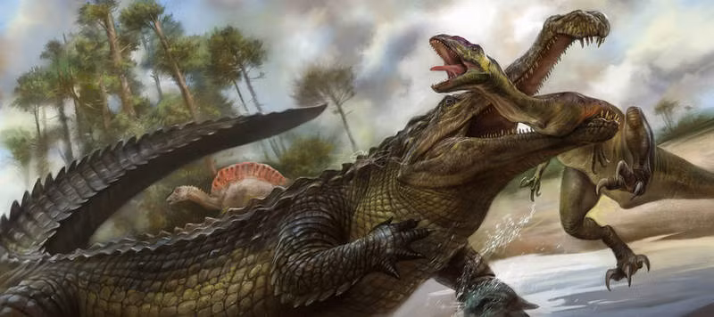 Sarcosuchus gây chú ý với một chiếc mõm dài chiếm tới 75% kích thước hộp sọ.