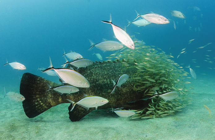 Theo nghiên cứu của các chuyên gia, cá mú khổng lồ Đại Tây Dương có thể trở thành những "chiến binh canh gác" biển tốt nhất.