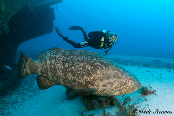 “Tiếng của cá mú khổng lồ Đại Tây Dương rất lớn và có tần số thấp. Chúng có tập tính lãnh thổ và sẽ phát ra những tiếng kêu lớn nhằm đe doạ kẻ xâm nhập”, nhà nghiên cứu Cherubin cho hay.