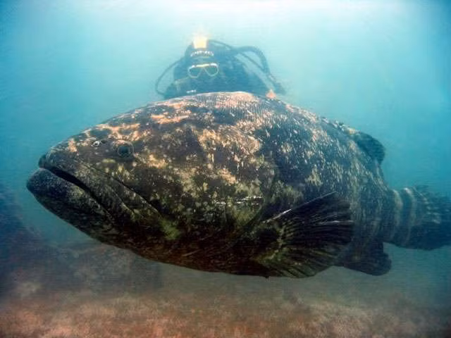 Tuy nhiên, không phải tất cả tiếng kêu của cá mú đều có mục đích đe dọa. Trên thực tế, loài cá mú khổng lồ Đại Tây Dương còn sử dụng tiếng kêu nhằm thu hút bạn tình.