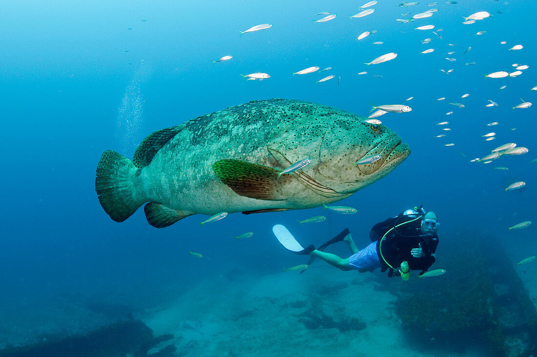 Nghiên cứu của các chuyên gia chỉ ra một con cá mú phát ra âm thanh có thể được phát hiện từ khoảng cách 800m.