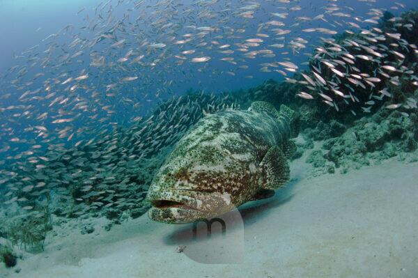 Là loài cá mú lớn nhất ở Đại Tây Dương, cá thể cá mú khổng lồ Đại Tây Dương trưởng thành có thể nặng đến hơn 360 kg và chiều dài cơ thể lên đến 2,5m.