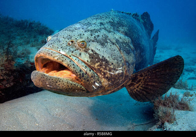 Môi trường sinh sống của cá mú khổng lồ Đại Tây Dương là vùng nước nông nhiệt đới, giữa các rạn san hô. Thức ăn của chúng gồm: động vật giáp xác, bạch tuộc, rùa biển non, cá mập và cá nhồng.