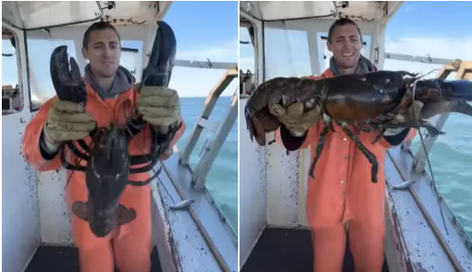 Mới đây, ngư dân Jacob Knowles đăng lên mạng xã hội một video về con tôm hùm hơn 100 tuổi mà anh bắt được. Theo đó, hơn 1,7 triệu người đã xem video của anh Knowles.