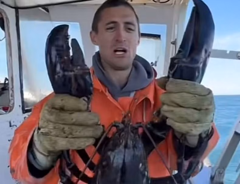 Theo ngư dân Knowles, con tôm hùm dù hơn 100 tuổi nhưng vẫn ở tình trạng sức khỏe tốt. Thêm nữa, nó đã lớn quá mức cho phép đánh bắt vào khoảng 5 năm trước.