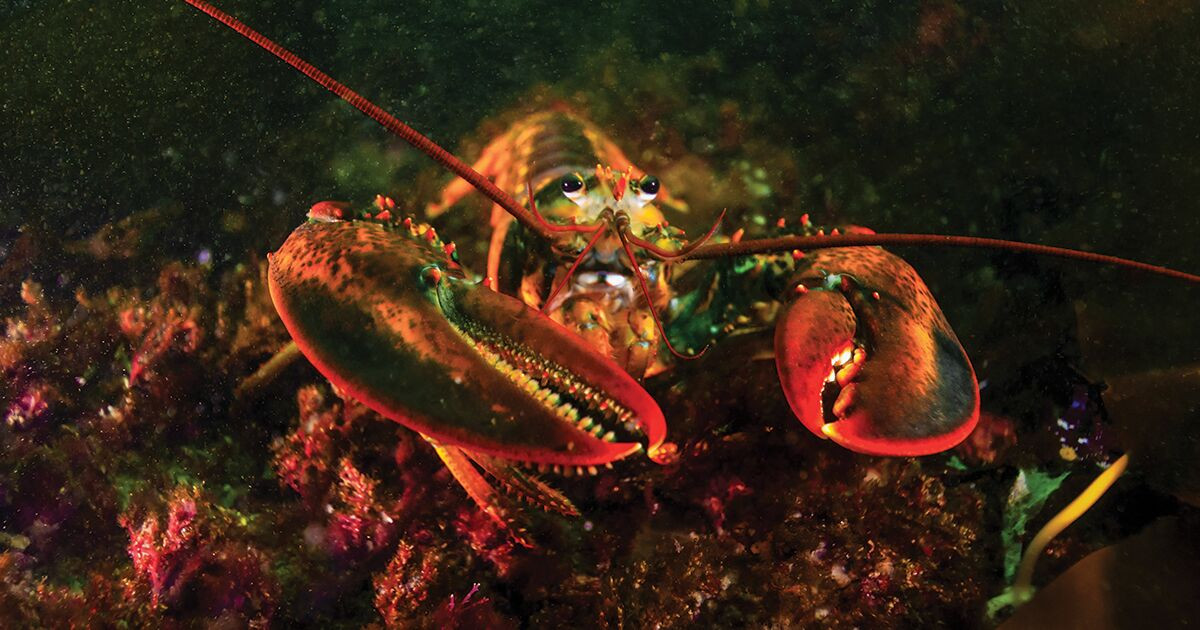 Vậy nên, theo quy định của tiểu bang Maine nhằm đảm số lượng và quá trình sinh sản của tôm hùm trong khu vực, anh Knowles thả con tôm hùm hơn 100 tuổi về lại môi trường tự nhiên.