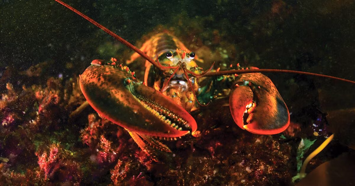 Vậy nên, theo quy định của tiểu bang Maine nhằm đảm số lượng và quá trình sinh sản của tôm hùm trong khu vực, anh Knowles thả con tôm hùm hơn 100 tuổi về lại môi trường tự nhiên.