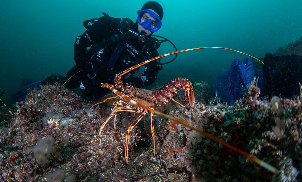 Theo các chuyên gia, khi tế bào trong cơ thể sinh vật chết đi hoặc bị thay thế, các sợi DNA sẽ càng ngắn hơn. Chuỗi DNA xói mòn dần được cho là nguyên nhân chính dẫn tới sự lão hóa do dãy vật chất di truyền này bị hư hỏng nặng để có thể tạo ra các tế bào mới hoàn chỉnh.