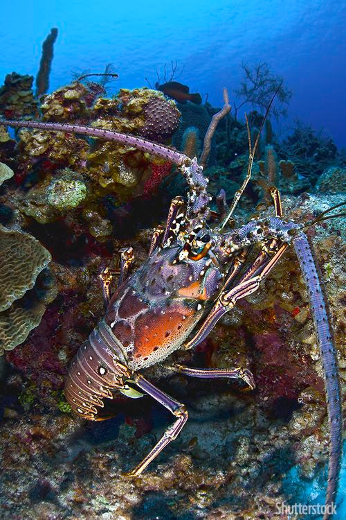 Trong khi đó, enzyme Telomerase ở tôm hùm ngăn việc phá hủy DNA bằng cách sửa chữa các Telomeres trong tế bào. Điều này đồng nghĩa với việc các tế bào có thể được sao chép nhiều lần.