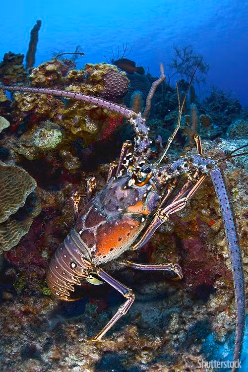 Trong khi đó, enzyme Telomerase ở tôm hùm ngăn việc phá hủy DNA bằng cách sửa chữa các Telomeres trong tế bào. Điều này đồng nghĩa với việc các tế bào có thể được sao chép nhiều lần.