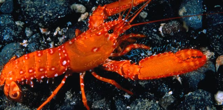 Tôm hùm được coi là "vua của các loài hải sản" bởi thịt của nó có vị thơm ngon và giá trị dinh dưỡng rất cao.