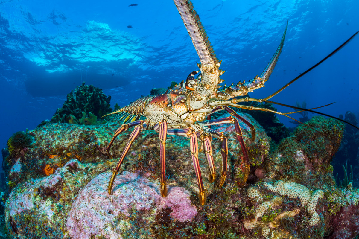 Với phát hiện này, các chuyên gia tin rằng việc nghiên cứu về Telomerase ở tôm hùm có thể hỗ trợ việc sử dụng các enzyme để tăng tuổi thọ và ngăn ngừa ung thư ở con người. Nhờ đó, con người có thể sống thọ hơn và khỏe mạnh hơn.