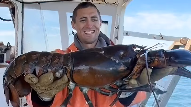 Chia sẻ về con tôm hùm "khủng" mới đánh bắt được, anh Knowles hào hứng nói: "Đuôi của con tôm hùm lớn bằng cả hai bàn tay tôi. Đây có thể là con tôm hùm lớn nhất mà tôi từng bắt được. Lý do duy nhất mà chúng tôi có thể bắt được nó là do con tôm hùm này có cặp càng khá nhỏ. Nhiều khả năng nó từng bị cắt mất càng trong quá khứ và đang mọc lại cặp càng mới".