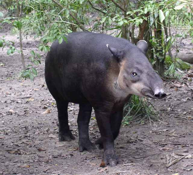 Tên khoa học của lợn vòi là Tapirus indicus. Chúng thường sống một mình, hiếm khi sống thành cặp hay theo đàn.