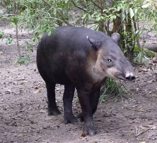 Tên khoa học của lợn vòi là Tapirus indicus. Chúng thường sống một mình, hiếm khi sống thành cặp hay theo đàn.