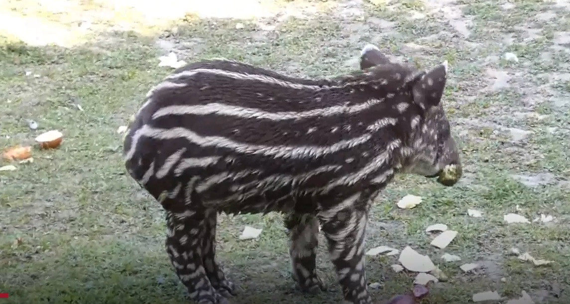 Vườn thú Amazona ở Cromer, Anh mới đón nhận một tin vui là một con lợn vòi chào đời. Nó được đặt tên là Pablo.