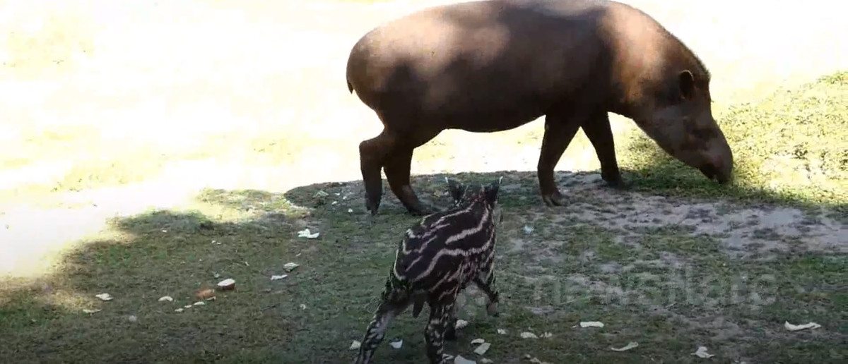 Các nhân viên tại vườn thú Amazona vô cùng vui mừng khi con lợn vòi Pablo chào đời bởi lợn mẹ đã 3 lần mang thai nhưng đều không có con nào thuận lợi ra khỏi bụng mẹ.