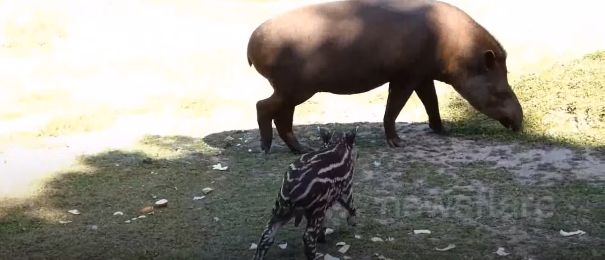 Các nhân viên tại vườn thú Amazona vô cùng vui mừng khi con lợn vòi Pablo chào đời bởi lợn mẹ đã 3 lần mang thai nhưng đều không có con nào thuận lợi ra khỏi bụng mẹ.